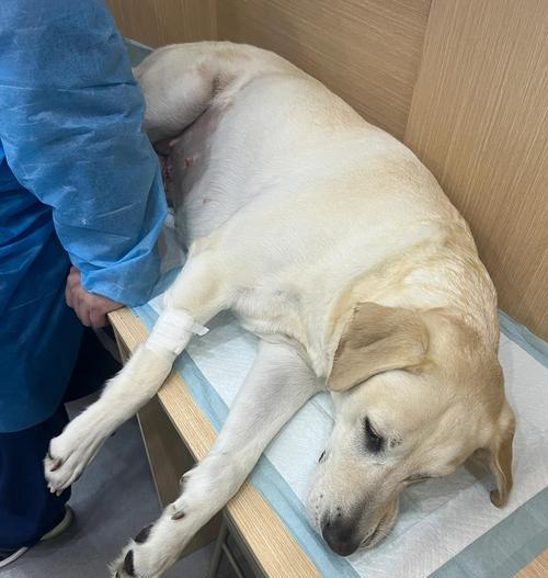 狗狗子宫蓄脓症状识别与治疗全攻略，守护爱宠健康安全