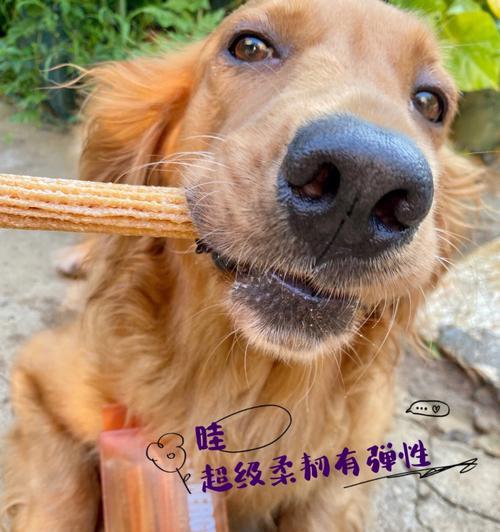 狗狗爱吃石头的15大原因及解决方法，宠物主人必看