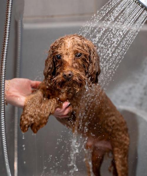 猫砂能治狗狗拉稀吗？专业分析其安全性和有效性