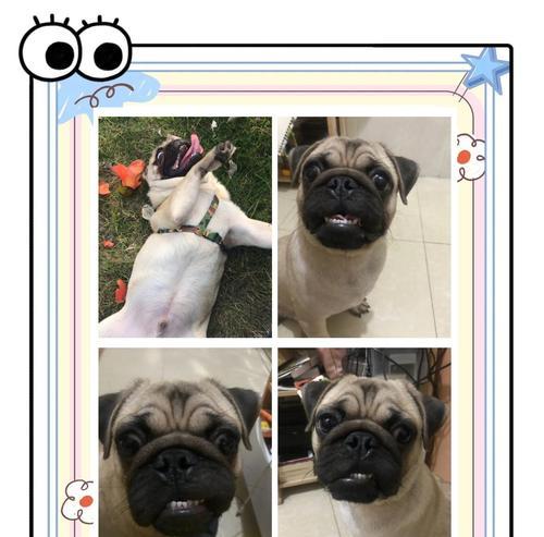 巴哥犬长牙周期详解：4-6个月牙齿发育护理全攻略