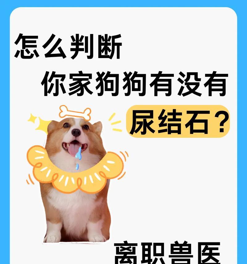 狗狗尿路细菌感染预防指南：症状识别与护理方法