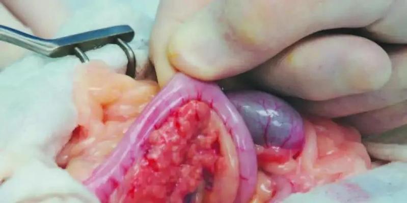 猫咪常见癌症类型全解析：预防治疗指南