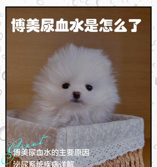 博美犬价格影响因素全解析，选购宠物前必看指南