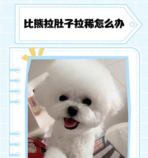 比熊吃完饭多久拉便便？饮食与排便时间关系全解析