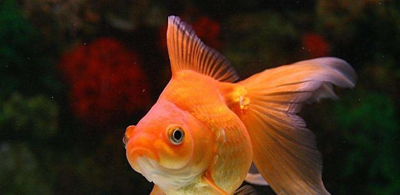 小金鱼特点习性全解析，了解这些可爱水生宠物的奥秘