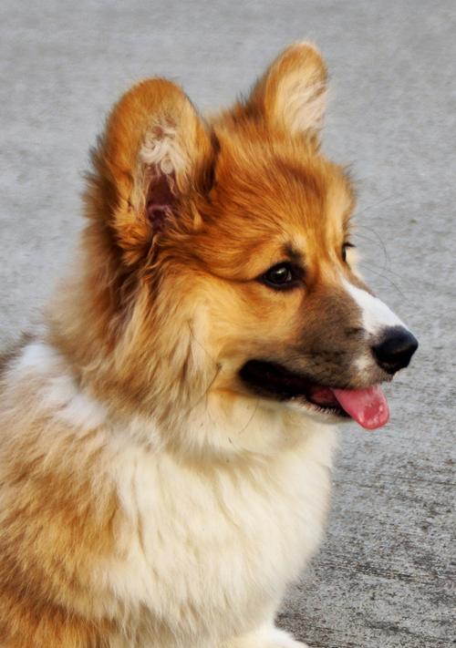 15种棕色小狗品种推荐，可爱毛色狗狗大全指南