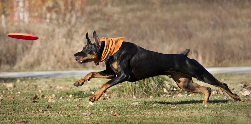 杜宾犬战斗力分析：与其他犬种对比的搏斗优势解析