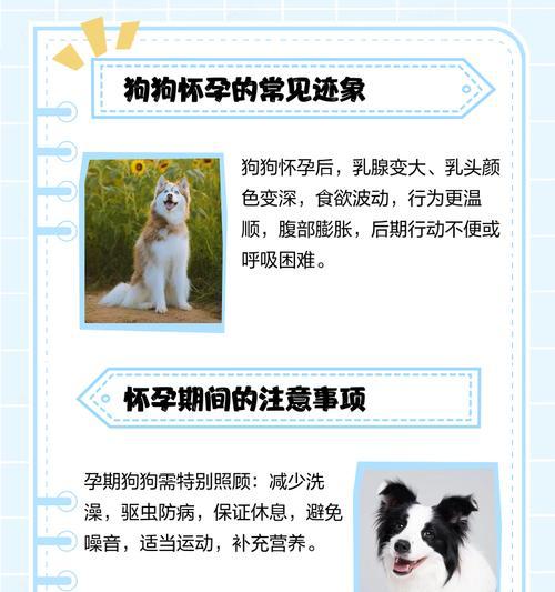 狗狗体温变化与怀孕周期的关系及监测方法详解