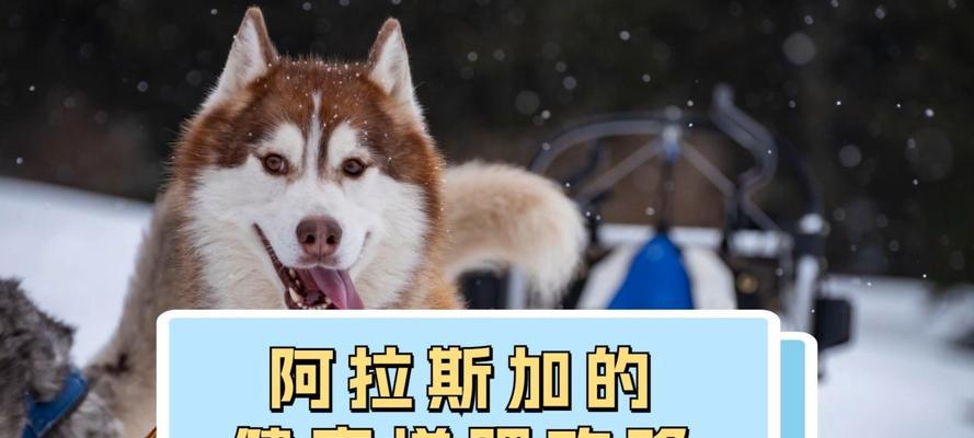 阿拉斯加人为什么以骨头为主食？独特饮食文化探秘