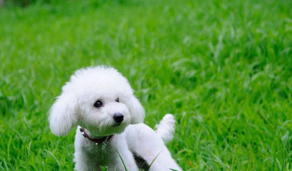 探索可爱犬世界：品种特点与养护指南