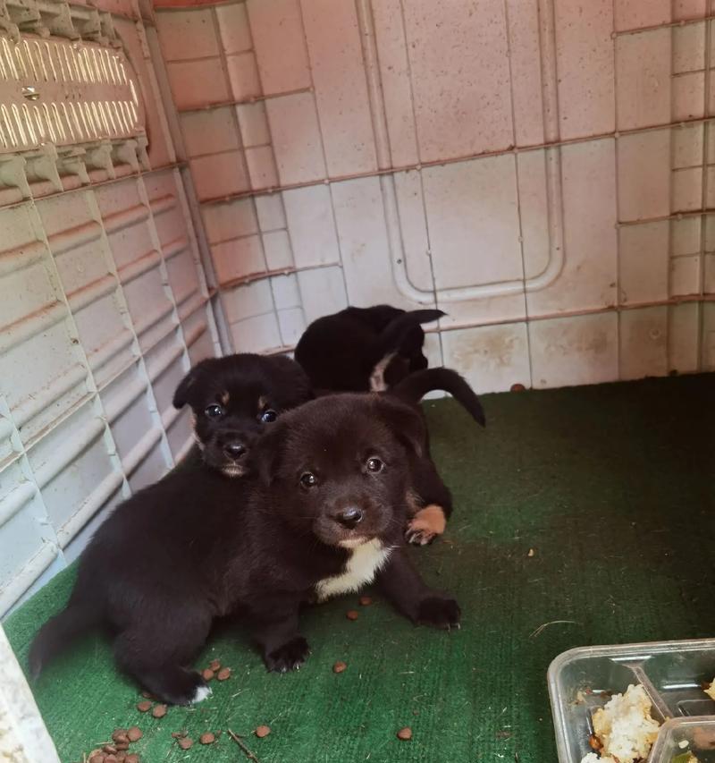 狗的第一胎间隔多久？全面解析狗狗生育周期规律