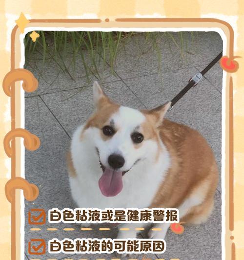 狗狗不吃饭呕吐泡沫粘液原因及处理方法