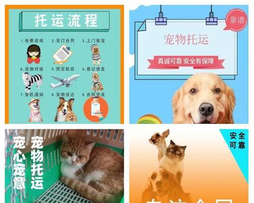 猫咪托运费用及交通工具选择指南