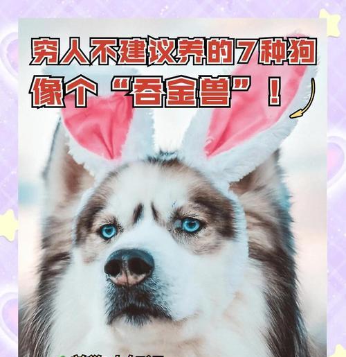 8种便宜又好养的狗狗品种推荐，新手养狗必备指南