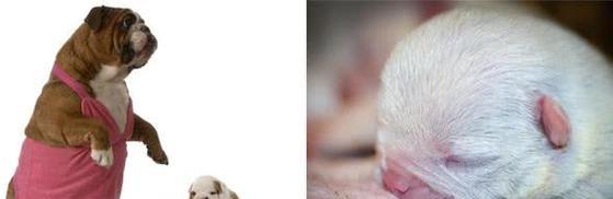 狗狗怀孕多久开始呕吐 怀孕各阶段呕吐原因及护理指南