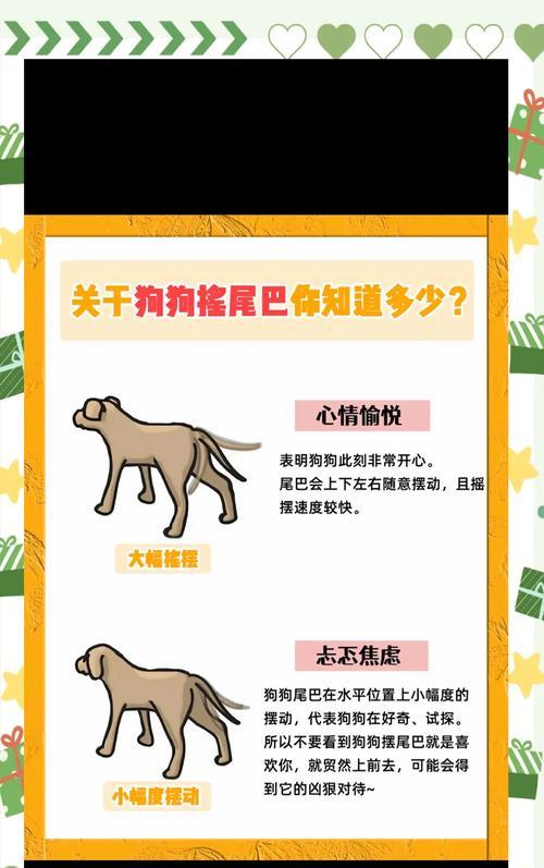 狗狗断尾利弊分析：美容与健康的争议选择
