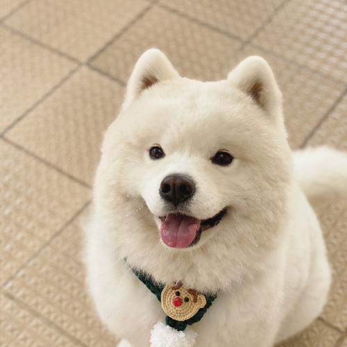 室外宠物选择指南：15种常见室外宠物及养护方法详解