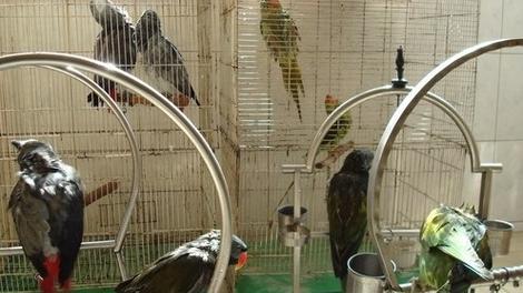 虎皮鹦鹉养殖技术全攻略：饲养技巧与注意事项详解