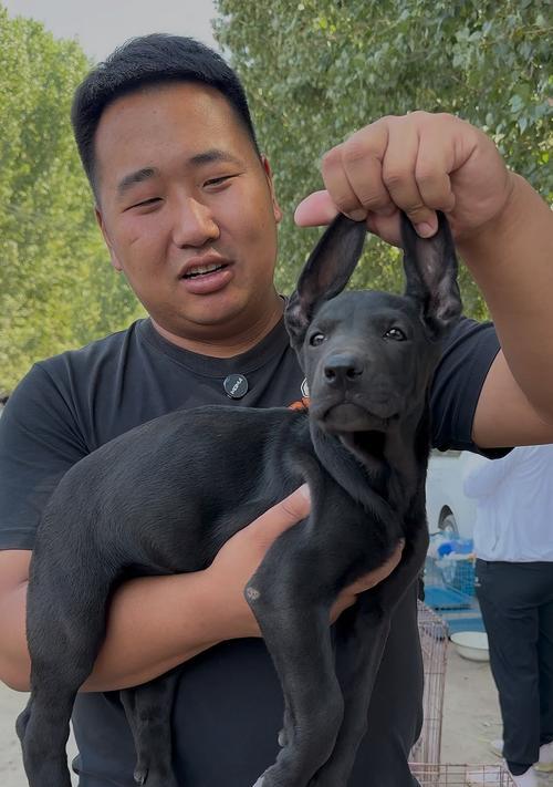 黑狼犬特点性格训练难度全解析，强大犬种养殖挑战指南