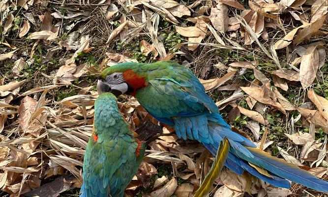 鹦鹉长时间不进食会饿死吗？营养需求与生存机制全面解析