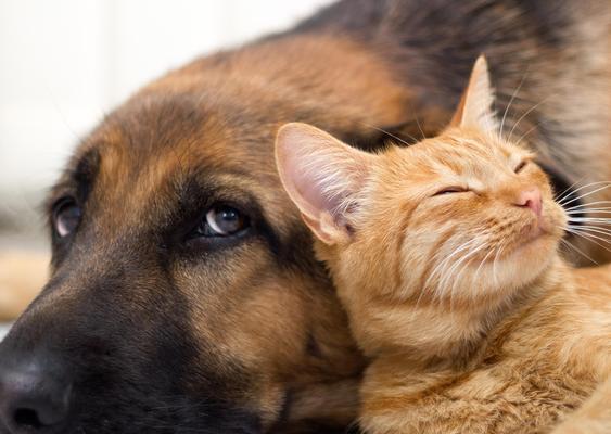 家庭养狗的15大好处，增进亲子关系提升幸福感