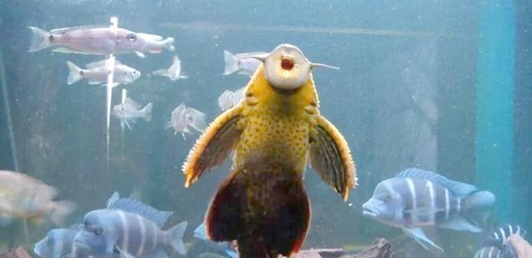 鱼缸清道夫品种大全：15种清洁鱼类推荐及功能特点