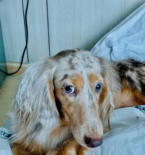 新加坡（新加坡出台新规保护狗狗福利，关注狗狗权益）