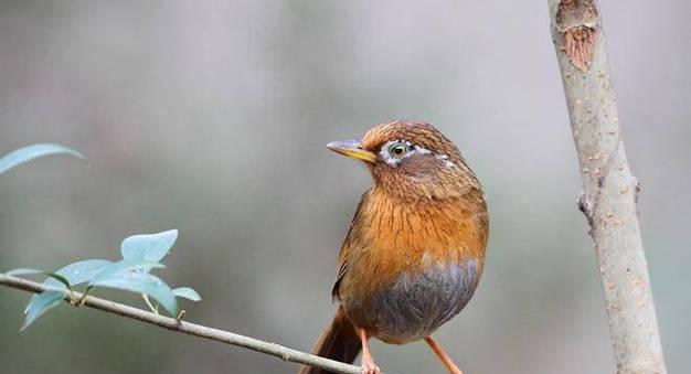 如何快速养熟画眉鸟？（15个方法帮助您加速养熟画眉鸟）