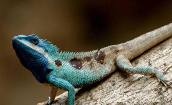 探索安哥拉猫的神秘世界（了解这个罕见而迷人的猫种）