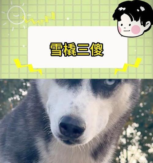 《雪橇三大傻》（以“雪橇三大傻”为主题的狗狗赢得了大家的喜爱）
