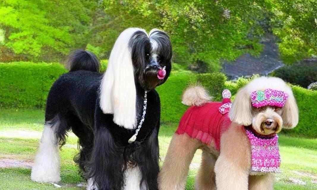 多样狗品种的特点与魅力（探索不同狗品种的特色，了解你最喜欢的狗狗！）