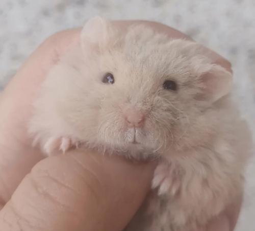 探索一线仓鼠的奇妙世界（揭秘仓鼠独特的生活习性与品种多样性）