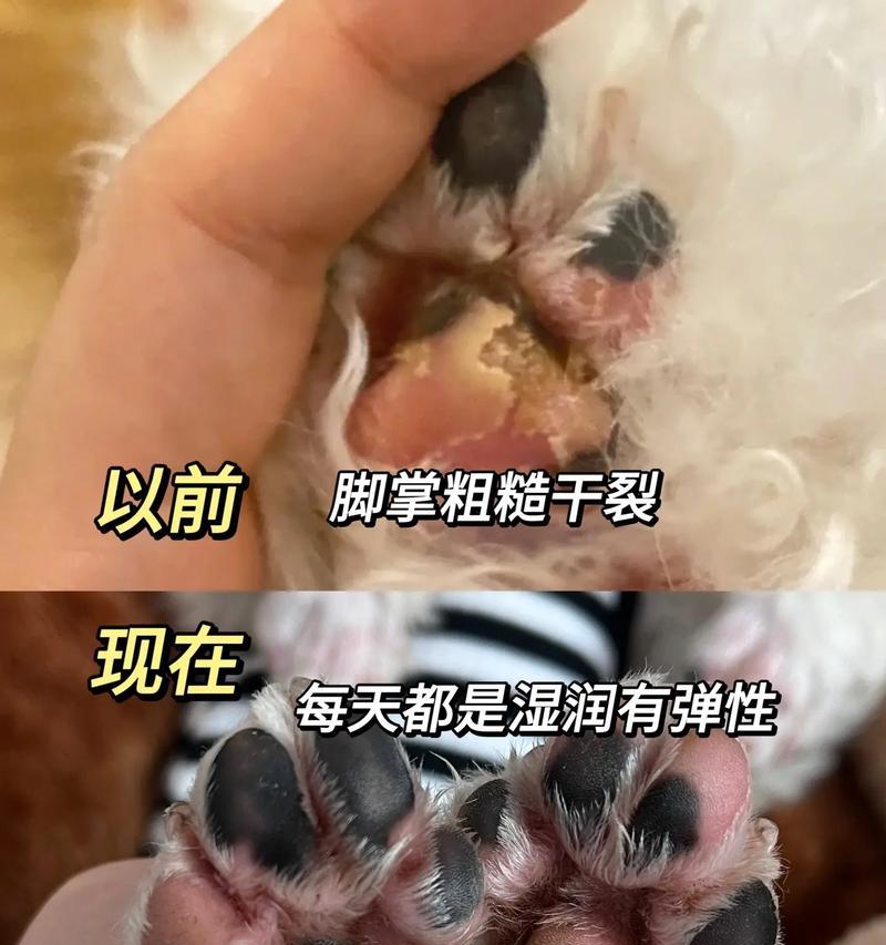 狗的脚垫受伤（探究狗脚垫受伤康复的时程和关键因素）