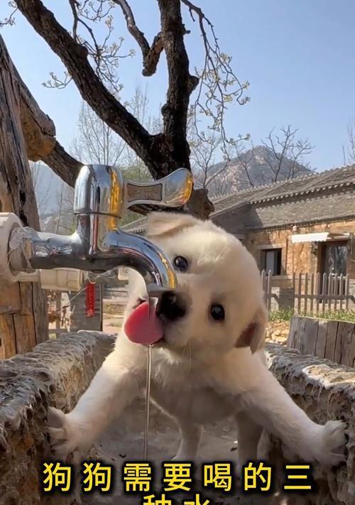 狗狗每天的饮水量和禁忌（狗狗的水分需求和不能喝的水）