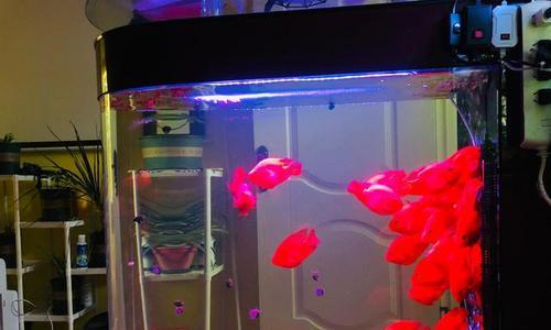 鹦鹉鱼缺氧死亡的原因及解决方法（滤筒开着为何鹦鹉鱼仍缺氧？如何避免鹦鹉鱼缺氧死亡？）