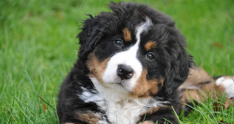 狗狗的价格分析（探讨6种常见狗狗的价格趋势和购买建议）