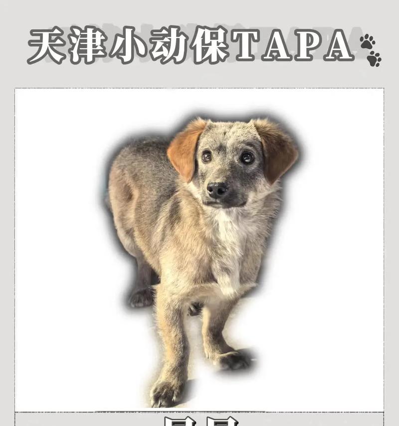 狗狗驱虫和疫苗接种的正确时间安排（宠物养护必须知道的关键信息）