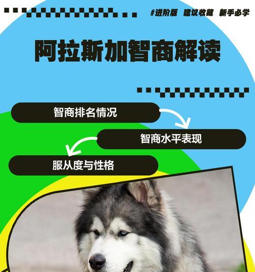 阿拉斯加犬喂养指南：科学饮食让爱犬健康成长