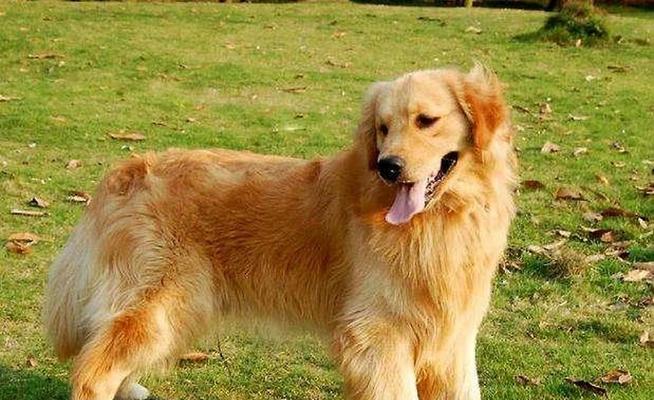 纯种金毛犬特征与饲养指南：聪明友善的完美家庭伴侣