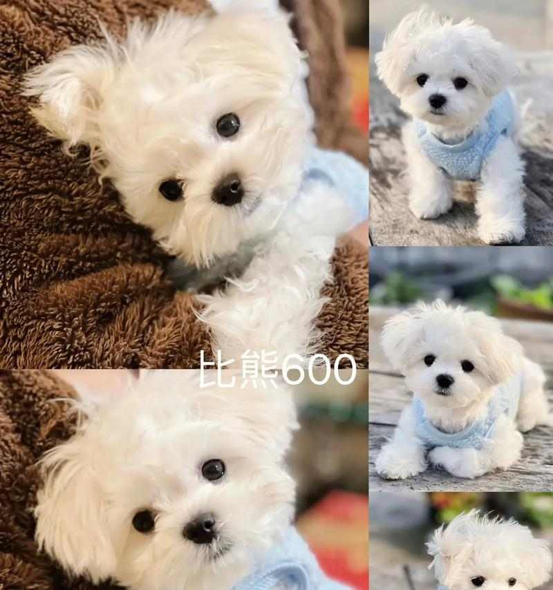 比熊羊水破裂后多久能生 分娩时间影响因素全解析