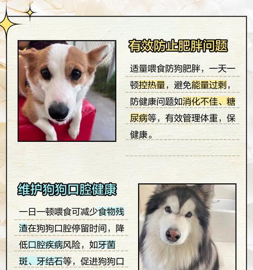 6个月大狗狗科学喂养指南：饮食营养搭配全攻略