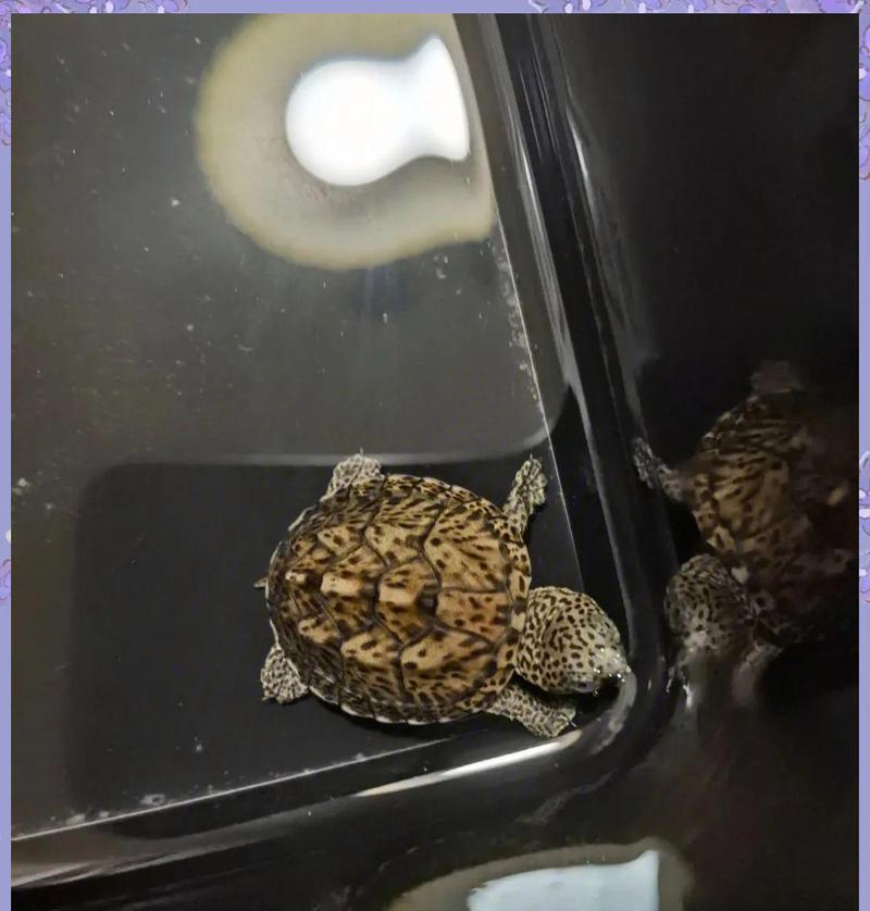 蛋龟品种选择指南：入门级与高端蛋龟对比推荐