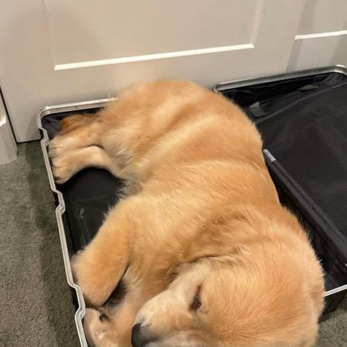 金毛犬喂养全攻略：8个必备技巧与食物禁忌详解