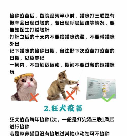 猫咪打完疫苗后多久能洗澡，免疫期间清洁护理全攻略