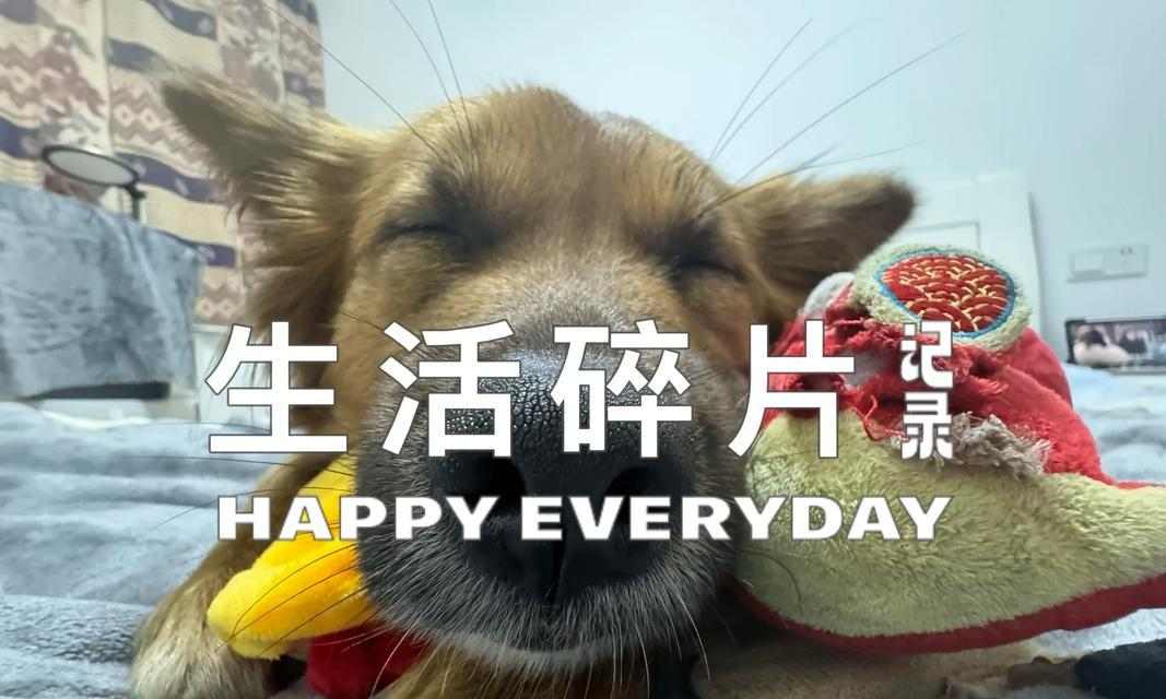 狗狗洗澡最佳时间与频率指南：科学养护宠物毛发健康