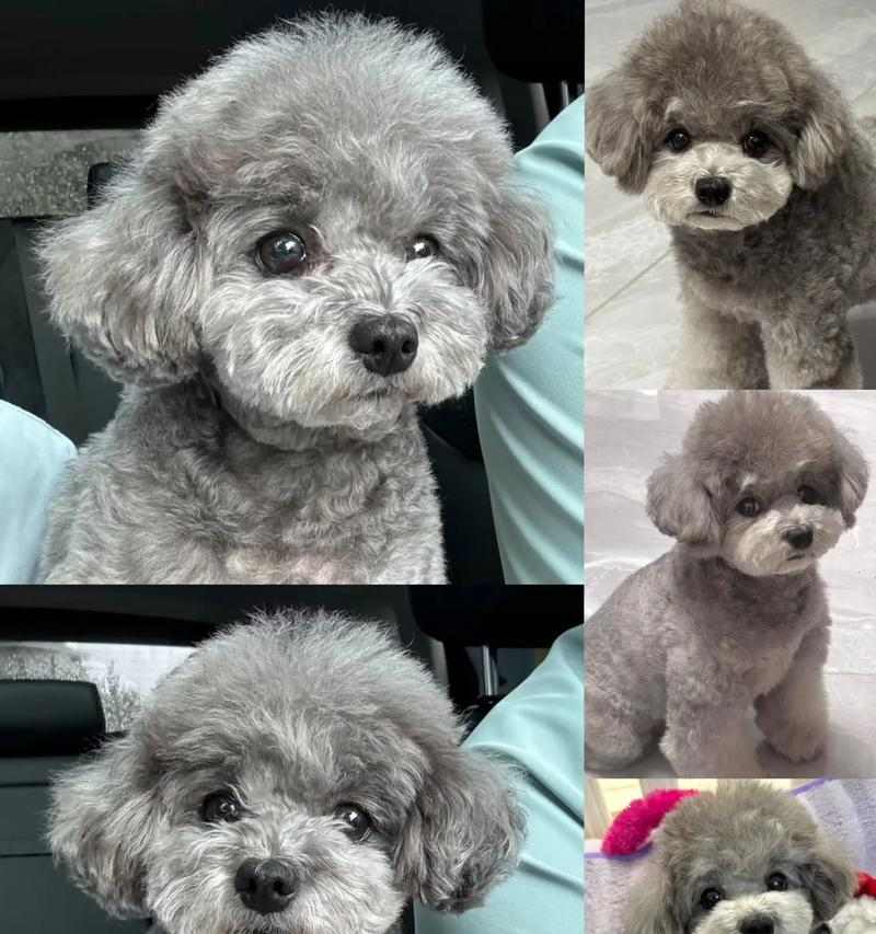 泰迪狗断奶时间指南：科学断奶确保幼犬健康成长