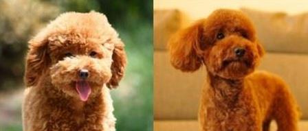 泰迪小狗训练全攻略：15个实用技巧培养乖巧宠物