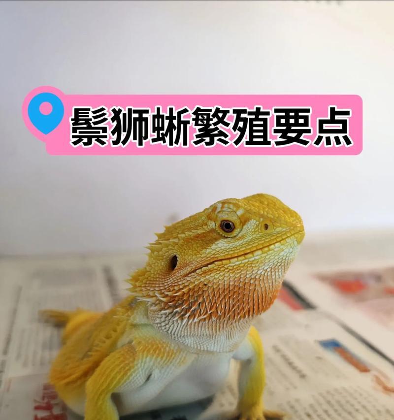 鬃狮蜥蜴温度需求详解：科学饲养温控指南