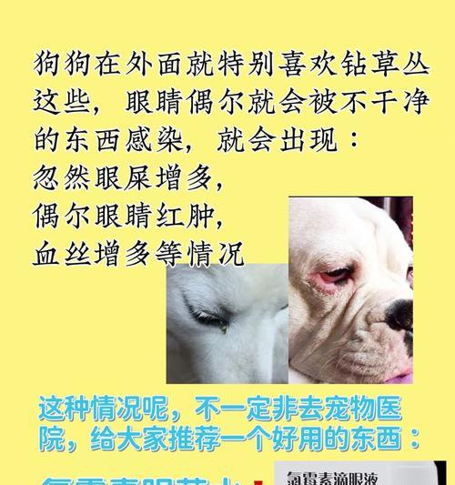 宠物狗常见重疾病预防指南：14种疾病及防护措施