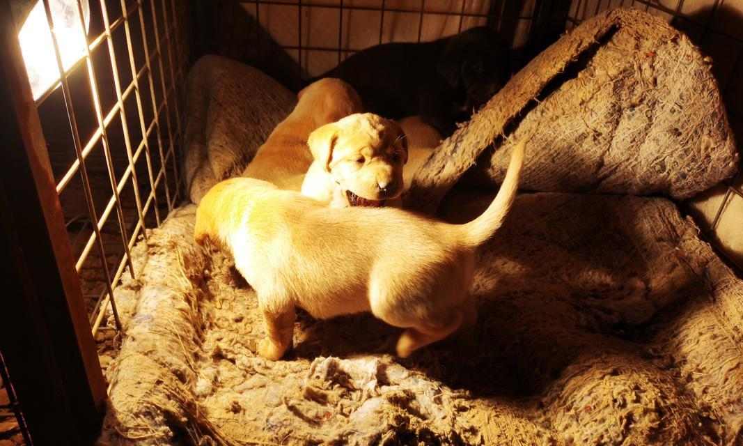 母狗生产全过程详解：从怀孕到分娩的关键阶段指南